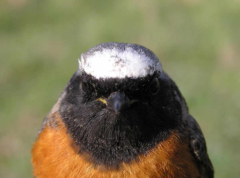 Common Redstart, Sundre 20080503